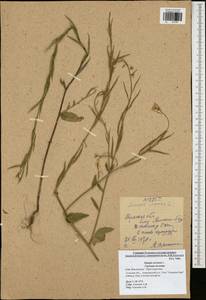 Rhamphospermum arvense (L.) Andrz. ex Besser, Eastern Europe, Central region (E4) (Russia)