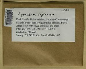 Pogonatum inflexum (Lindb.) Sande Lac., Bryophytes, Bryophytes - Russian Far East (excl. Chukotka & Kamchatka) (B20) (Russia)