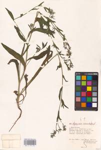 MHA 0 152 644, Lycopsis arvensis subsp. orientalis (L.) Kuzn., Eastern Europe, Lower Volga region (E9) (Russia)