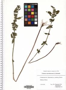 Chaiturus marrubiastrum (L.) Ehrh. ex Rchb., Eastern Europe, Middle Volga region (E8) (Russia)