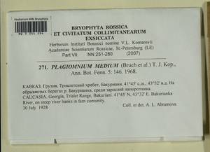 Plagiomnium medium (Bruch & Schimp.) T.J. Kop., Bryophytes, Bryophytes - Transcaucasia (B13) (Georgia)