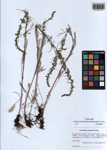 Artemisia pubescens Ledeb., Siberia, Altai & Sayany Mountains (S2) (Russia)