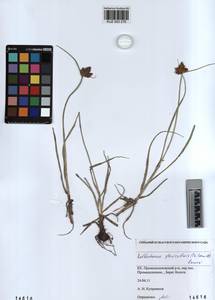 KUZ 003 276, Bolboschoenus planiculmis (F.Schmidt) T.V.Egorova, Siberia, Altai & Sayany Mountains (S2) (Russia)