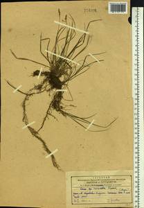 Carex nervata Franch. & Sav., Siberia, Russian Far East (S6) (Russia)