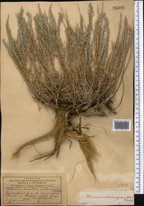 Artemisia sublessingiana (Keller) Krasch. ex Poljakov, Middle Asia, Dzungarian Alatau & Tarbagatai (M5) (Kazakhstan)