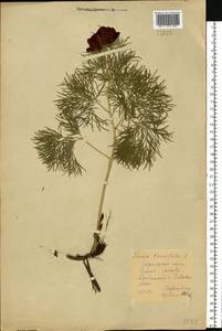 Paeonia tenuifolia L., Eastern Europe, Central forest-and-steppe region (E6) (Russia)