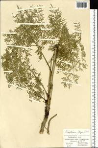 Kitagawia komarovii Pimenov, Siberia, Russian Far East (S6) (Russia)