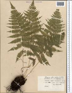 Athyrium filix-femina (L.) Roth, Middle Asia, Northern & Central Kazakhstan (M10) (Kazakhstan)