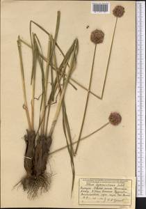 Allium hymenorhizum Ledeb., Middle Asia, Northern & Central Tian Shan (M4) (Kyrgyzstan)
