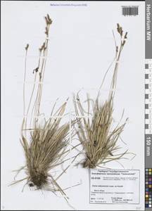 Carex sabynensis Less. ex Kunth, Siberia, Central Siberia (S3) (Russia)