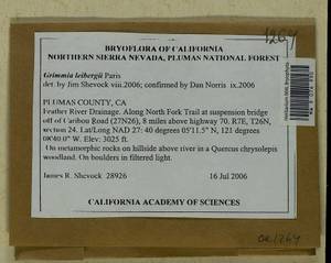Grimmia leibergii Paris, Bryophytes, Bryophytes - America (BAm) (United States)