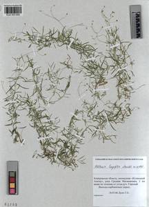 KUZ 003 852, Stellaria longifolia (Regel) Muhl. ex Willd., Siberia, Altai & Sayany Mountains (S2) (Russia)