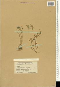 Ornithogalum orthophyllum subsp. kochii (Parl.) Zahar., Crimea (KRYM) (Russia)