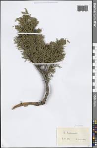 Juniperus, Middle Asia, Northern & Central Tian Shan (M4) (Kazakhstan)