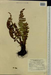 Polystichum lonchitis (L.) Roth, Eastern Europe, West Ukrainian region (E13) (Ukraine)