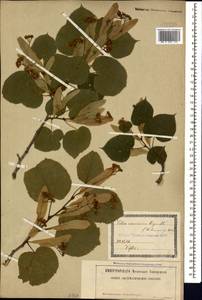 Tilia croizatii Chun & H. D. Wong, Caucasus, Georgia (K4) (Georgia)