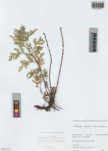 Artemisia gmelinii Weber ex Stechm., Siberia, Altai & Sayany Mountains (S2) (Russia)