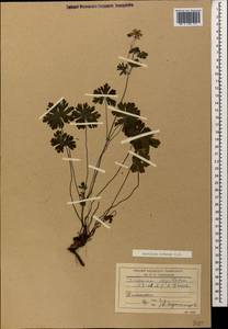 Geranium albanum M. Bieb., Caucasus, Dagestan (K2) (Russia)
