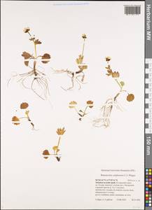 Ranunculus sulphureus, Siberia, Baikal & Transbaikal region (S4) (Russia)