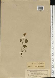 Viola riviniana Rchb., Eastern Europe, Moscow region (E4a) (Russia)