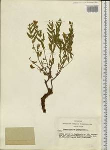 Dracocephalum peregrinum L., Siberia, Western (Kazakhstan) Altai Mountains (S2a) (Kazakhstan)