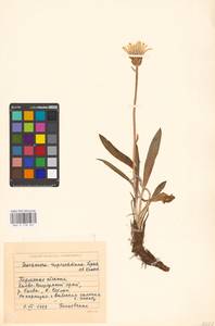 Scorzonera glabra Rupr., Eastern Europe, Eastern region (E10) (Russia)