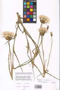 Tragopogon orientalis L., Eastern Europe, Moscow region (E4a) (Russia)