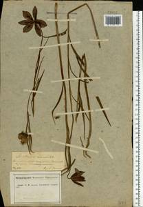 Fritillaria meleagroides Patrin ex Schult. & Schult.f., Eastern Europe, Central forest-and-steppe region (E6) (Russia)