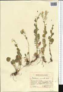 Barbarea vulgaris (L.) W.T. Aiton, Middle Asia, Dzungarian Alatau & Tarbagatai (M5) (Kazakhstan)