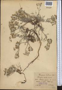 Astragalus nivalis Kar. & Kir., Middle Asia, Pamir & Pamiro-Alai (M2) (Kyrgyzstan)