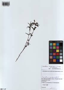 Scutellaria scordiifolia Fisch. ex Schrank, Siberia, Altai & Sayany Mountains (S2) (Russia)