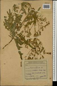 Lactuca tatarica (L.) C. A. Mey., Eastern Europe, Central forest-and-steppe region (E6) (Russia)