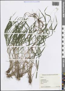 Melica, Caucasus, Azerbaijan (K6) (Azerbaijan)