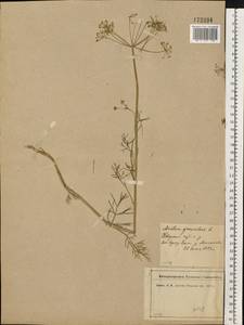 Anethum graveolens L., Eastern Europe, North-Western region (E2) (Russia)