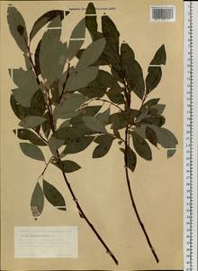 Salix phylicifolia L., Siberia, Western Siberia (S1) (Russia)
