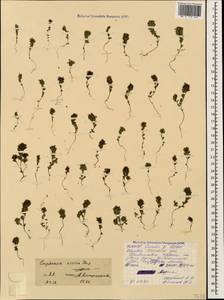 Euphrasia ossica Juz. ex Ganeschin, Caucasus, North Ossetia, Ingushetia & Chechnya (K1c) (Russia)