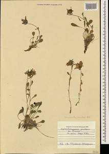 Campanula saxifraga subsp. aucheri (A.DC.) Ogan., Caucasus, Azerbaijan (K6) (Azerbaijan)