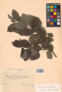 Salix abscondita Laksch., Siberia, Russian Far East (S6) (Russia)