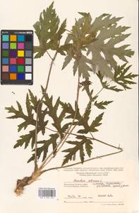 Heracleum sphondylium subsp. sibiricum (L.) Simonk., Eastern Europe, Moscow region (E4a) (Russia)