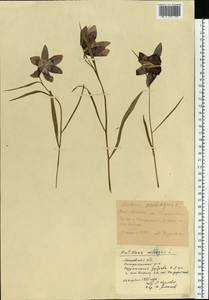 Fritillaria meleagris L., Eastern Europe, Moscow region (E4a) (Russia)