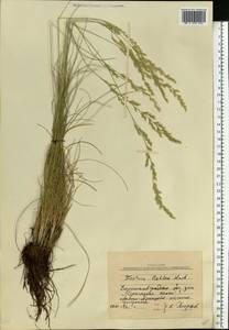 Festuca beckeri (Hack.) Trautv., Eastern Europe, North Ukrainian region (E11) (Ukraine)