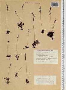 Drosera rotundifolia L., Siberia, Western Siberia (S1) (Russia)