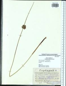 Juncus effusus L., Eastern Europe, Central region (E4) (Russia)