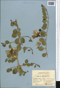 Capparis spinosa, Middle Asia, Dzungarian Alatau & Tarbagatai (M5) (Kazakhstan)