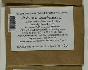 Molendoa sendtneriana (Bruch & Schimp.) Limpr., Bryophytes, Bryophytes - Russian Far East (excl. Chukotka & Kamchatka) (B20) (Russia)