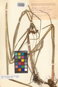 Bolboschoenus yagara (Ohwi) Y.C.Yang & M.Zhan, Siberia, Russian Far East (S6) (Russia)