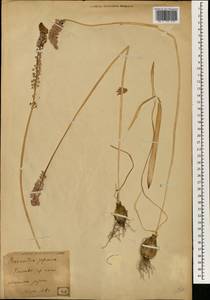Barnardia japonica (Thunb.) Schult. & Schult.f., South Asia, South Asia (Asia outside ex-Soviet states and Mongolia) (ASIA) (Japan)