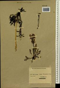 Pedicularis amoena Adams ex Steven, Siberia, Western (Kazakhstan) Altai Mountains (S2a) (Kazakhstan)