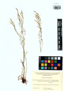 Rumex acetosella L., Siberia, Baikal & Transbaikal region (S4) (Russia)