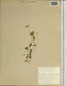 Swertia dichotoma L., Siberia, Altai & Sayany Mountains (S2) (Russia)
